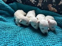 chłopcy - 2 tygodnie